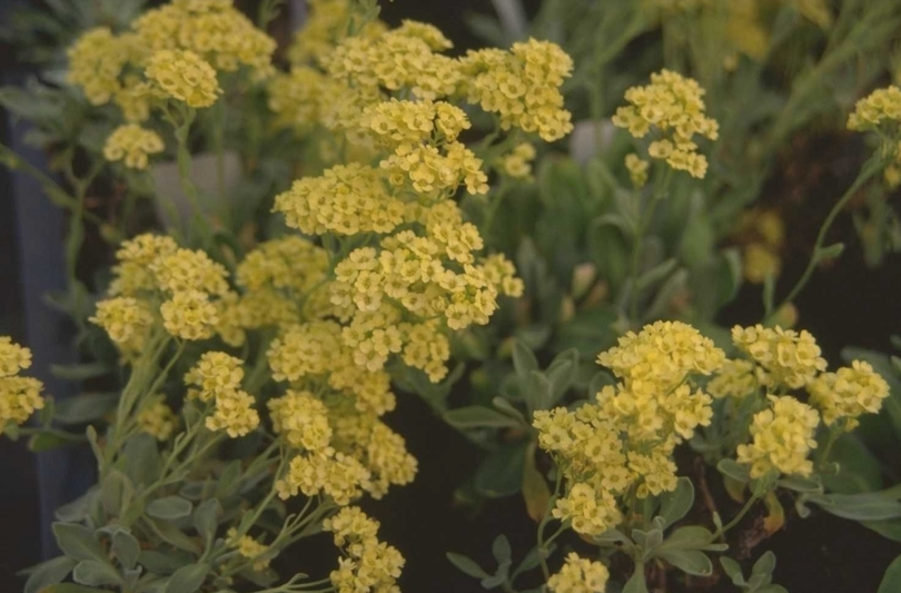 Aurinia saxatilis 'Sulphurea'