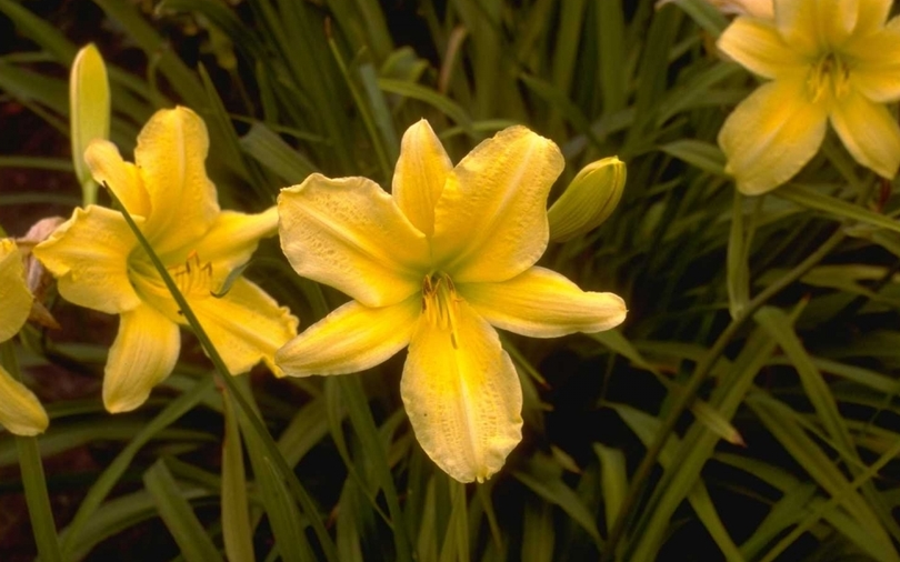 Daglelie - Hemerocallis 'Dutch Gold'