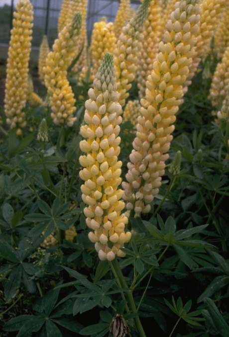 Lupine - Lupinus 'Chandelier'