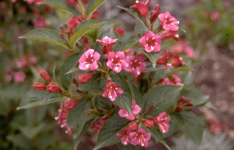 Weigelia - Weigela 'Bristol Ruby'