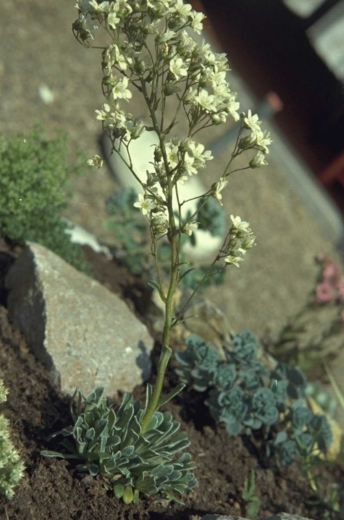 Saxifraga callosa 'Albertii'