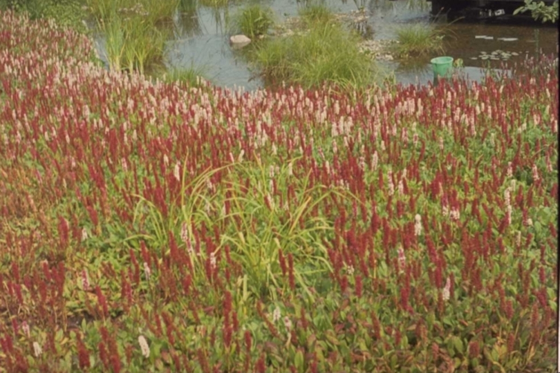 Mimulus ringens