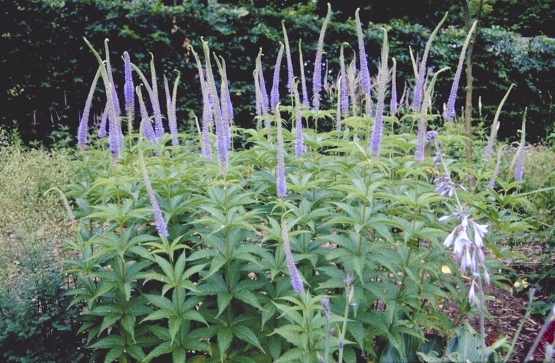 Veronicastrum - Veronicastrum sibiricum 'Apollo'