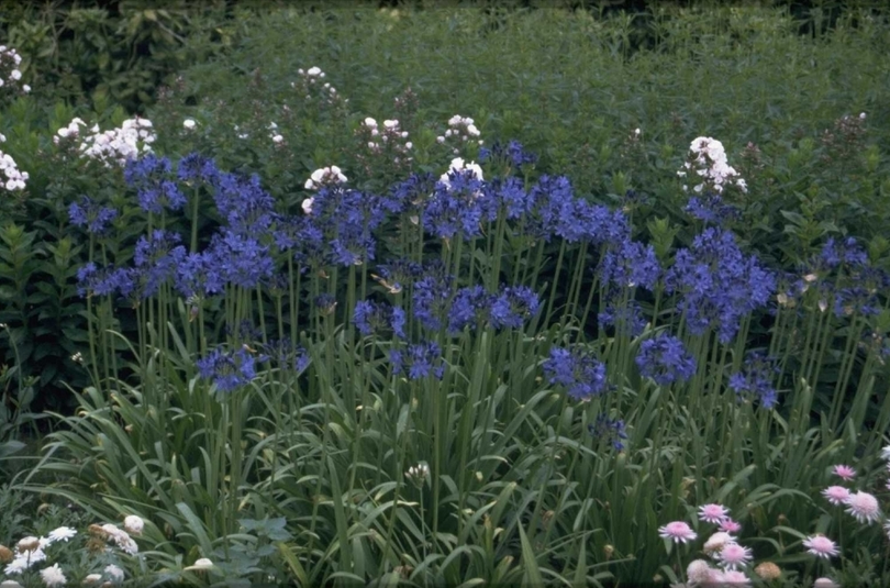 Afrikaanse lelie Agapanthus campanulatus