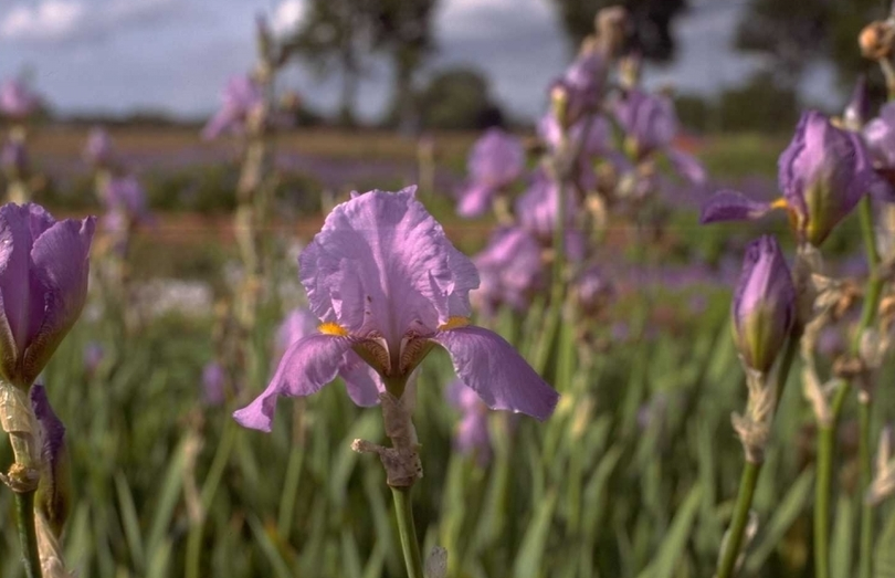 Iris 'Susan Bliss'