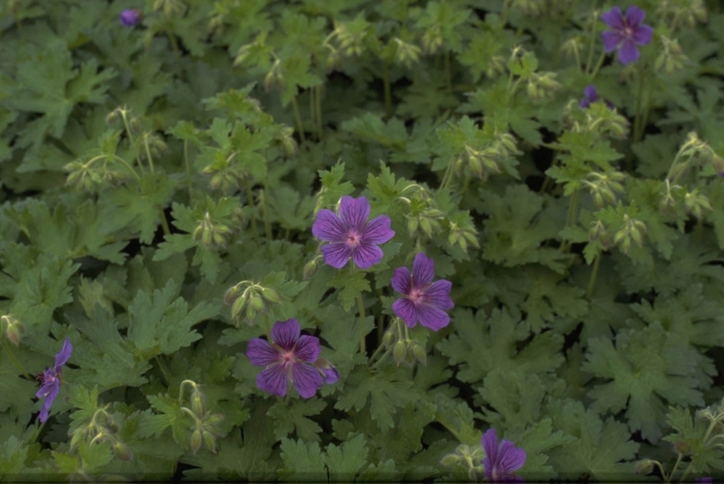 Ooievaarsbek - Geranium ibericum