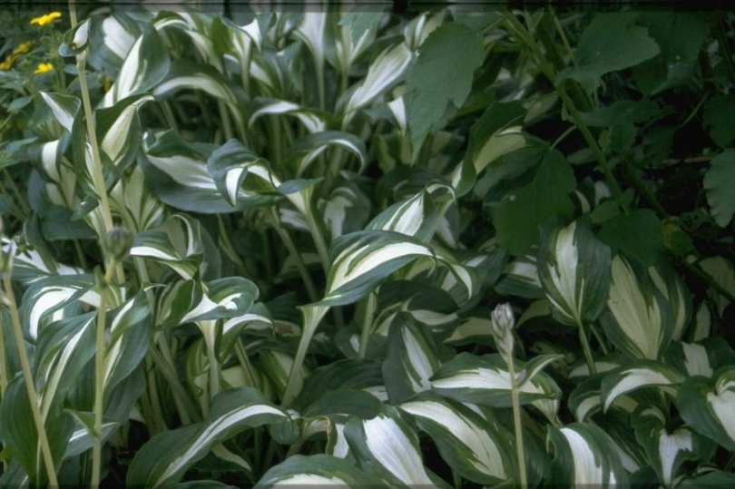 Hartlelie - Hosta 'Undulata Univittata'