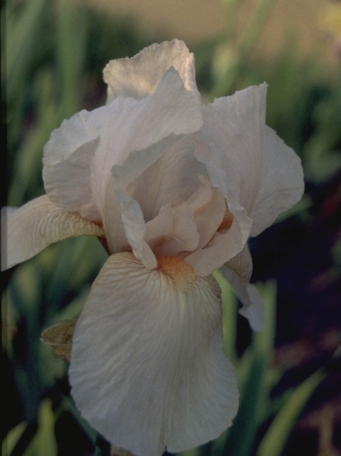 Iris 'High Command'