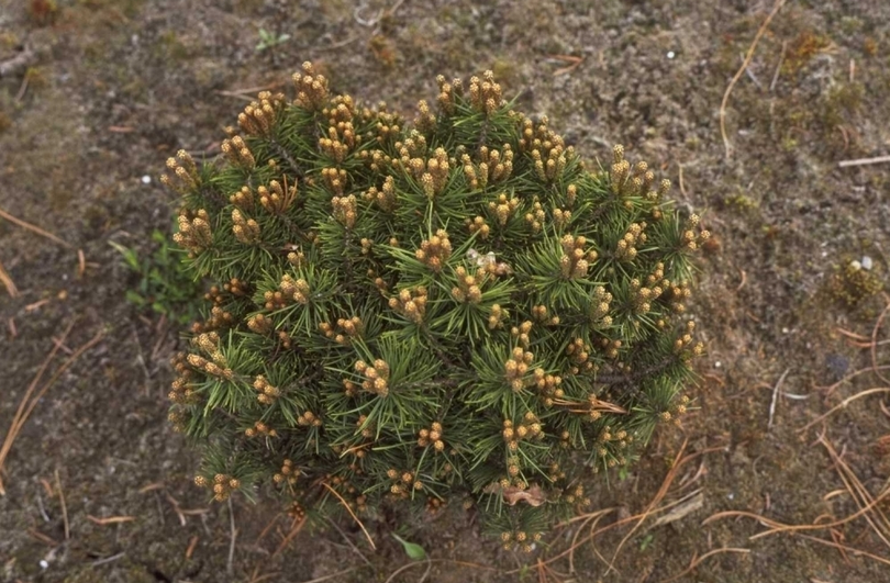 Pinus sylvestris 'Sandringham'