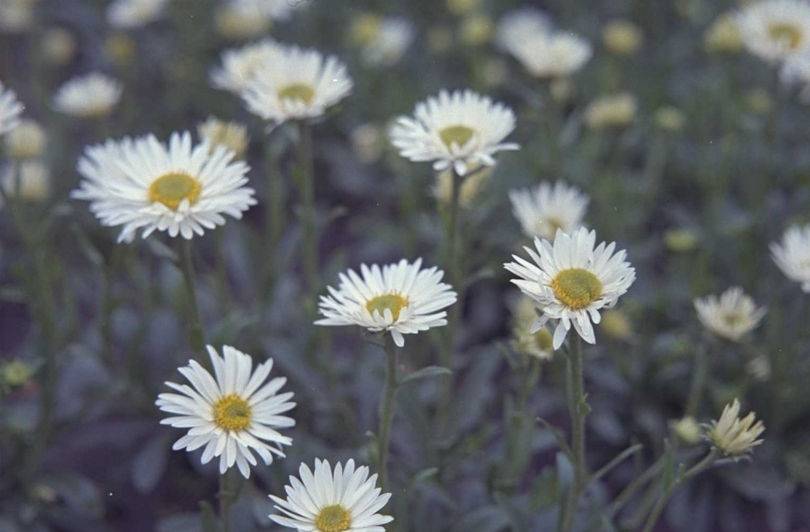 Alpenaster - Aster alpinus 'Albus'