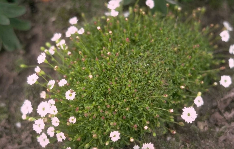 Silene - Silene alpestris