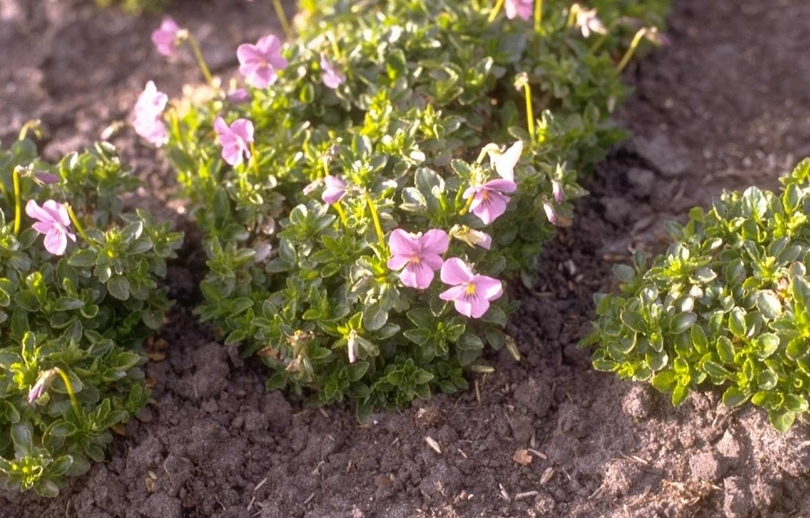 Viooltje - Viola 'Haslemere'