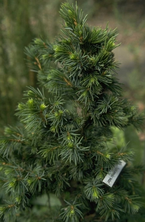 Picea omorika 'Pimoko'