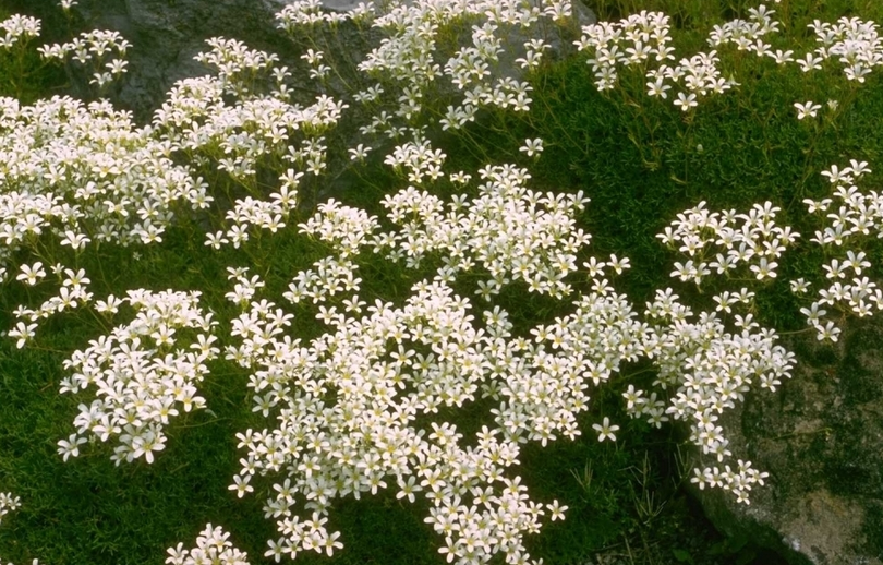 Saxifraga canaliculata