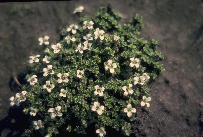 Sneeuwbal - Viburnum x Burkwoodii 'Anne Russell'