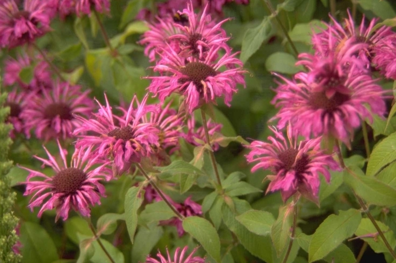 Bergamotplant - Monarda 'Aquarius'