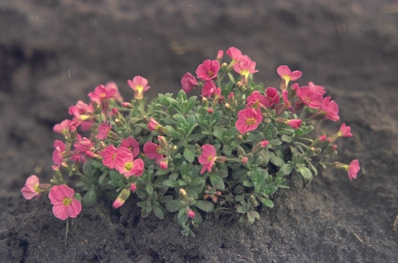 Aubrieta 'Rose Queen'