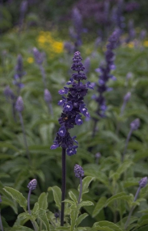 Meersalie - Salvia farinacea 'Renaissance'