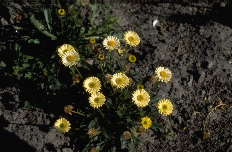 Fijnstraal - Erigeron aureus 'Canary Bird'