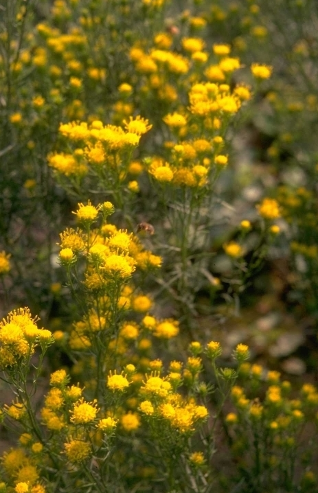 Aster linosyris 'Goldflake'