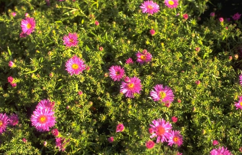 Aster 'Alice Haslam'