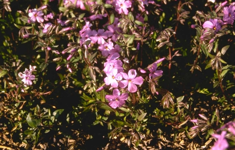 Flox - Phlox x procumbens 'Rosea'