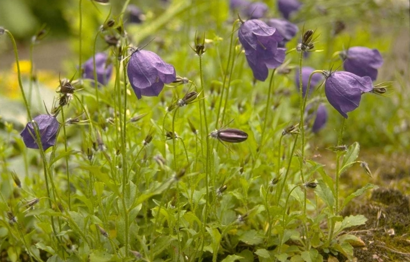 Campanula x pulloides 'G.F. Wilson'