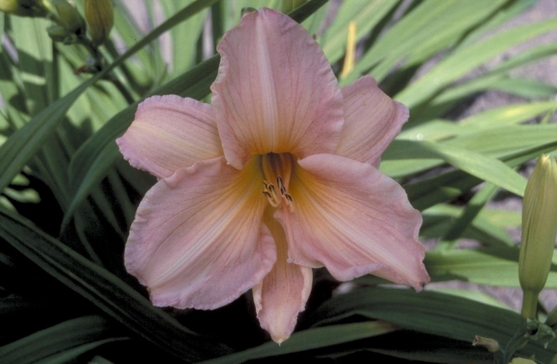 Daglelie - Hemerocallis 'Dance Ballerina Dance'