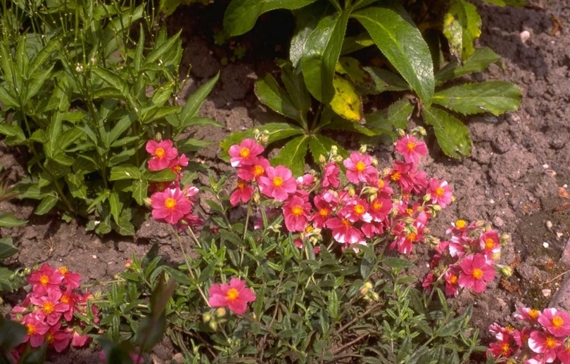 Zonneroosje - Helianthemum 'Raspberry Ripple'