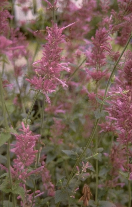 Dropplant - Agastache mexicana 'Mauve Beauty'