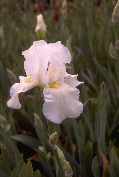 Iris 'Cliffs of Dover'