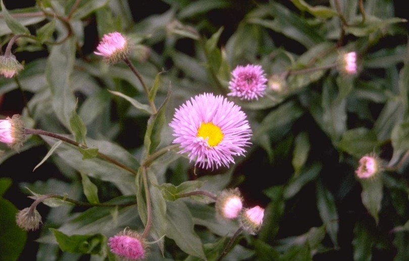 Fijnstraal - Erigeron 'Adria'