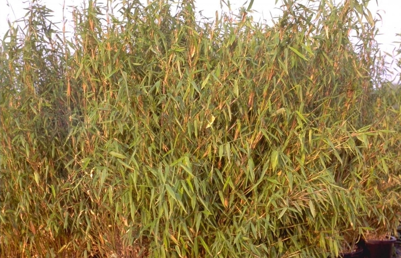 Vast en zeker scheuren Missend Fargesia murieliae Simba bamboe kopen? Yarinde.nl | Tuinplanten