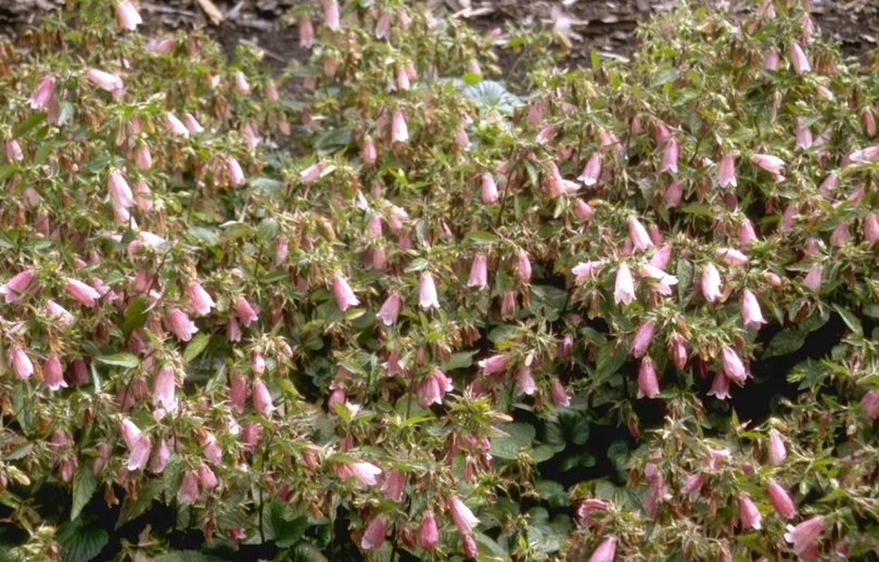 Klokje Campanula 'Elizabeth' plant met bloemen