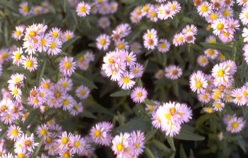 Nieuw Nederlandse Aster novi-belgii 'Schalkwijk'