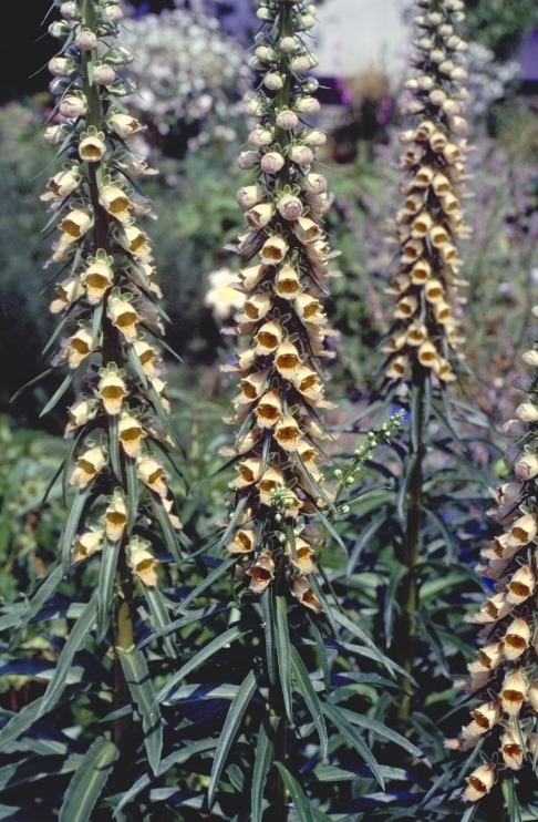 Vingerhoedskruid - Digitalis ferruginea