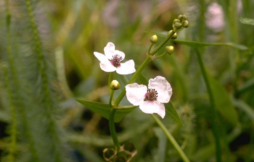 Sagittaria sagittifolia