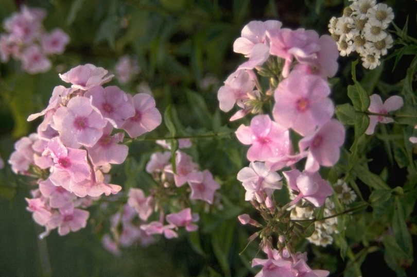 Flox - Phlox 'Rosa Spier'