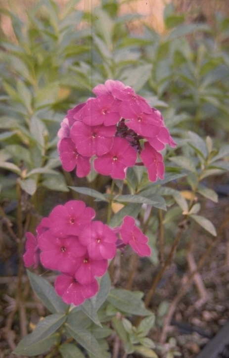 Flox - Phlox 'Düsterlohe'