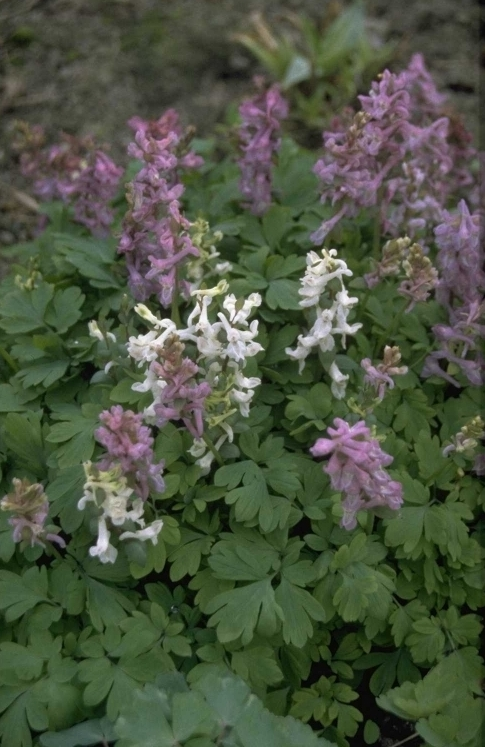 Holwortel - Corydalis cava