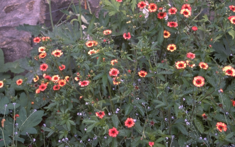 Ganzerik - Potentilla 'Helen Jane'