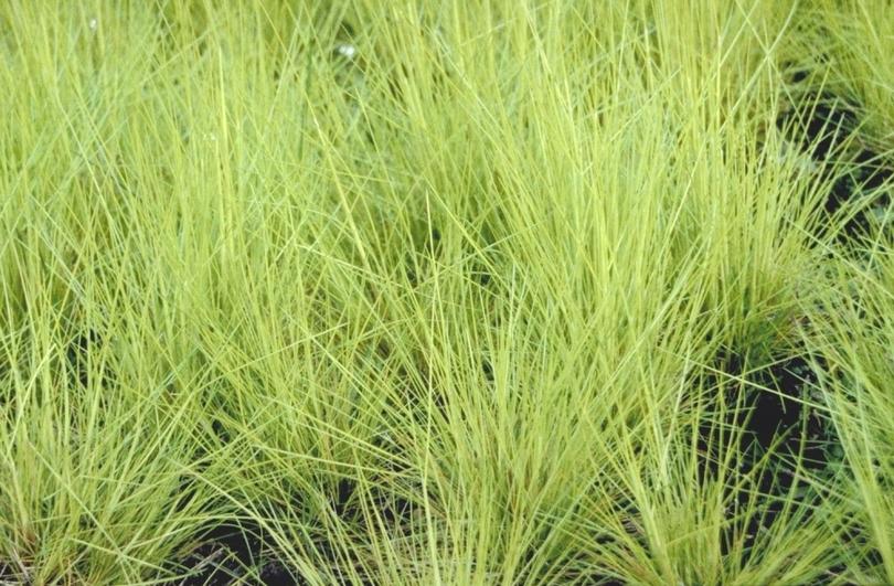 Ruwe smele - Deschampsia flexuosa 'Tatra Gold'