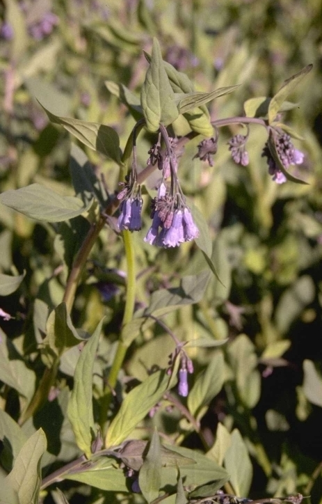 Mertensia ciliata