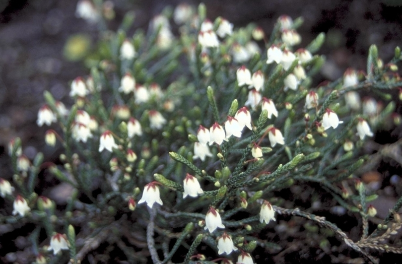 Cassiope 'Randle Cook'