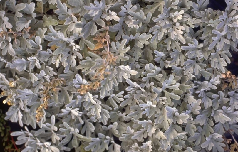 hoed Demon Play isolatie Alsem - Artemisia stelleriana combineren - Plant met grijs blad