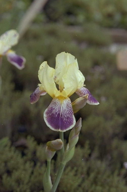 Iris 'Quaker Lady'