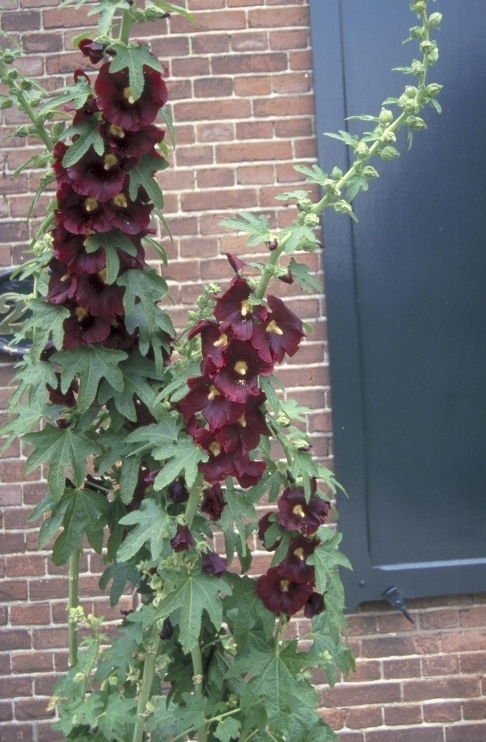 Stokroos - Alcea ficifolia 'Donkerrood'