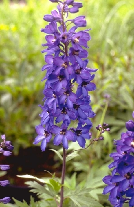 Ridderspoor - Delphinium 'Sommernachtstraum'