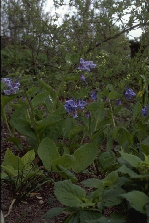 Mertensia virginica