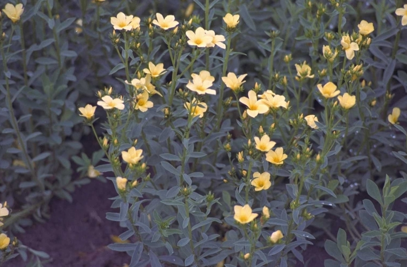 Linum flavum 'Compactum'